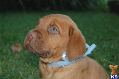 Wanted  Good Homes
